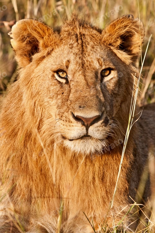 Preview: Young Male African Lion In The Maasai Mara National Park, Kenya