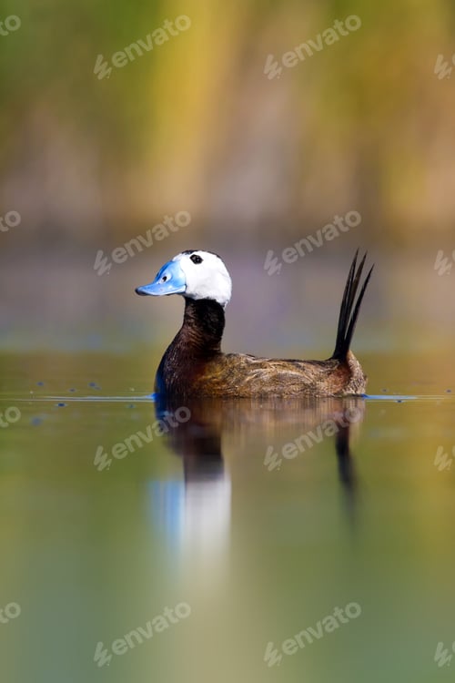 Preview: Swimming Duck. Colorful Lake Background. Bird: White Headed Duck. Oxyura Leucocephala.