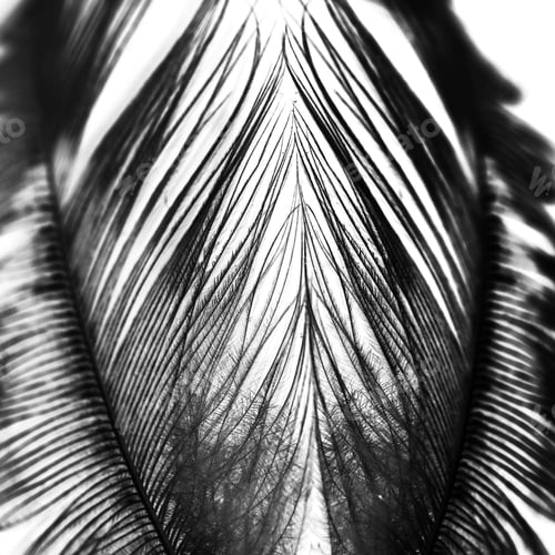 Preview: Guinea Hen Feather With Light Grey Background