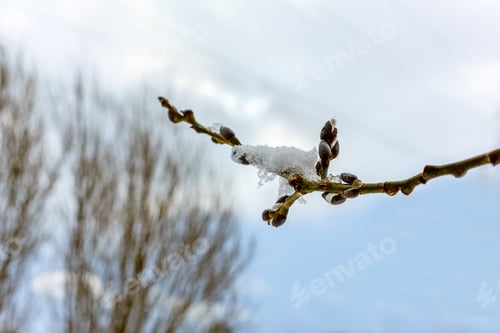 Preview: Willow Branches With The Buds Against The Sky