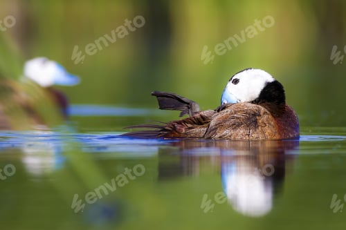 Preview: Swimming Duck. Colorful Lake Habitat Background. Bird: White Headed Duck. Oxyura Leucocephala.