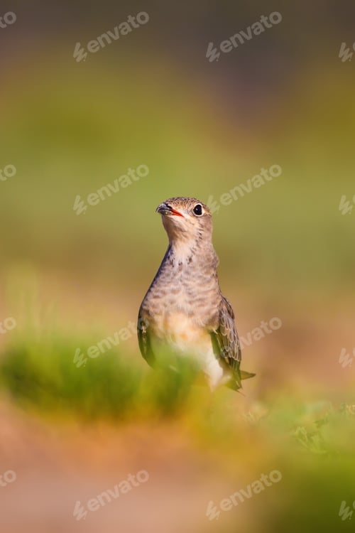 Preview: Cute Bird Collared Pratincole. Warm Colors Nature Background. Collared Pratincole / Glareola