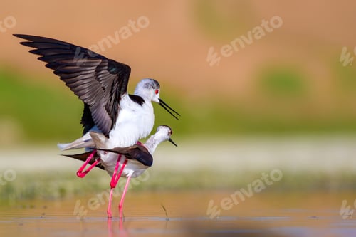 Preview: Cute Bird'S Mating. Common Water Birds. Bird; Black Winged Stilt. Himantopus Himantopus. Colorful