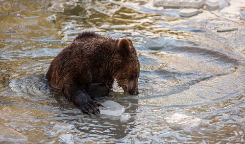 Preview: Brown Bear (Ursus Arctos) In Lake Clark National Park, Alaska, Usa