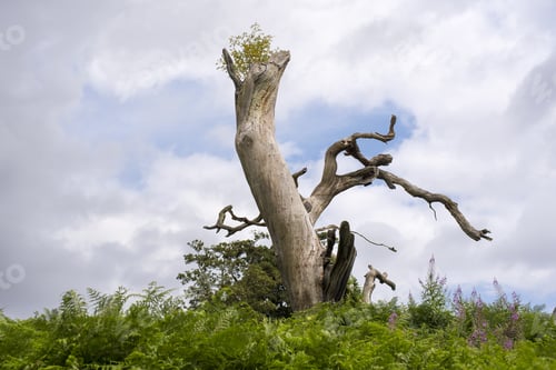 Preview: Solitary Tree