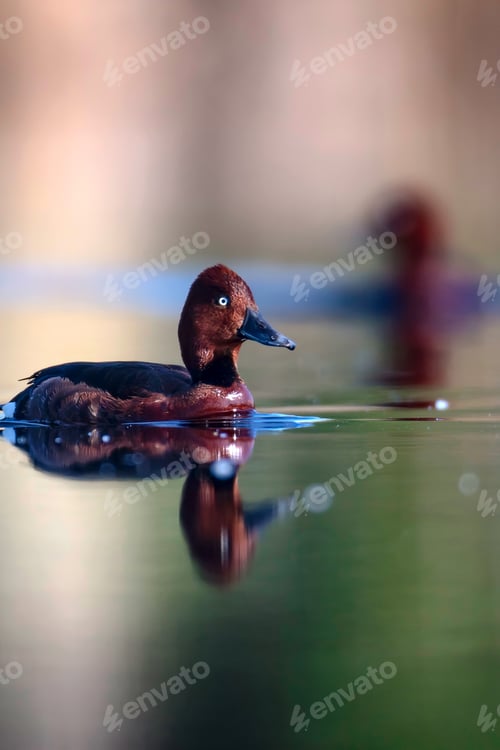 Preview: Swimming Duck. Natural Lake Habitat Background. Bird: Ferruginous Duck. Aythya Nyroca.