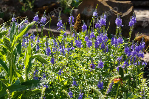 Preview: Flowering Veronica Longifolia Or Longleaf Speedwell In The Rock Garden