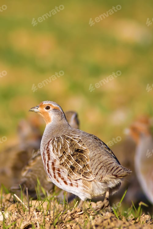 Preview: Partridges. Colorful Nature Background. Bird: Grey Partridge. Perdix Perdix.