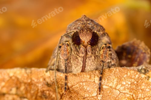 Preview: Close-Up Portrait of Brown Moth on Leaf