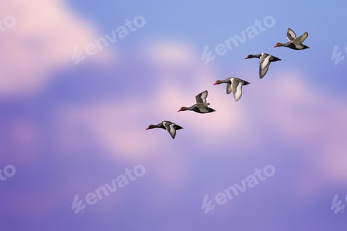 Preview: Flying Duck. Isolated Ducks. Blue Purple Sky Background. Bird: Red Crested Pochard. Netta Rufina.
