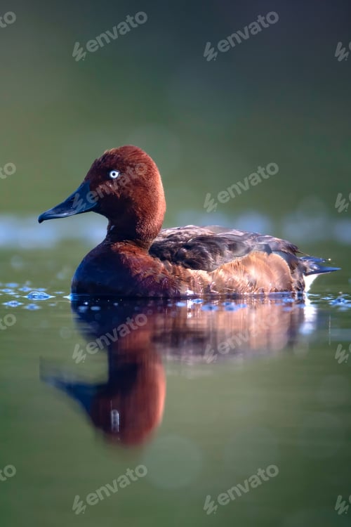 Preview: Swimming Duck. Natural Lake Habitat Background. Bird: Ferruginous Duck. Aythya Nyroca.