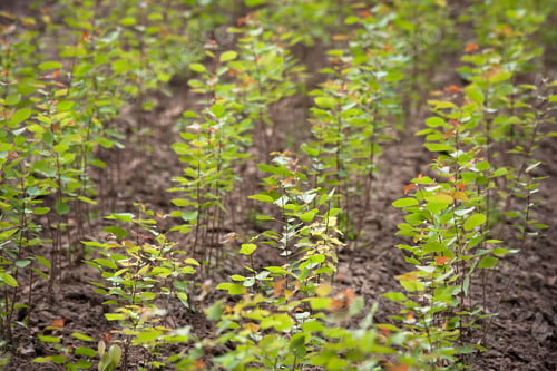 Preview: Young Birch Seedlings