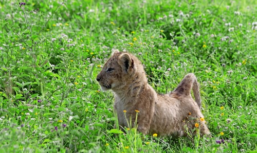 Preview: Lion Cub In The Ngorongoro Crater, Tanzania