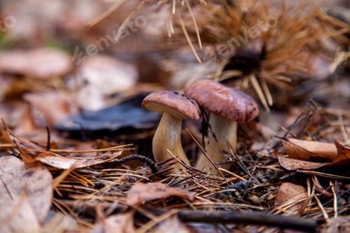Preview: Close Up View Of Double Mushroom Boletus Badius, Imleria Badia Or Bay Bolete Growing In An Autumn