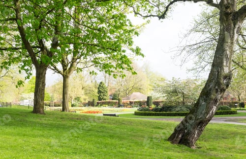 Preview: View Of Trees In A Public Park