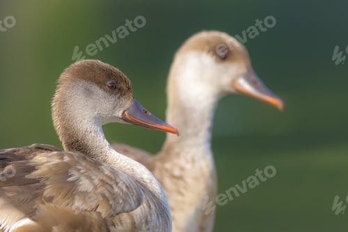 Preview: Two Wild Duck. Red Crested Pochard. Netta Rufina. Green Nature Background.