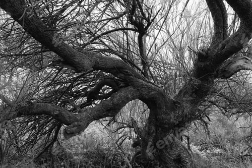 Preview: A Dead Tree With Contorted Limbs In A Forest ,Photographrd In High Contrast Monochrome.