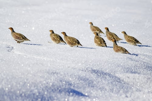 Preview: Partridges. Winter Nature Background. Grey Partridge. Perdix Perdix.