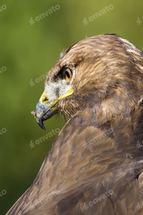 Preview: Bird Of Prey. Green Nature Background. Bird: Long Legged Buzzard. Buteo Rufinus.