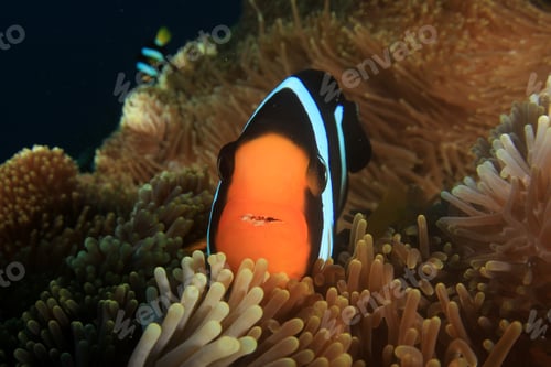 Preview: Clownfish Anemonefish Fish