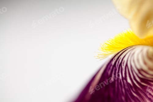 Preview: Beautiful Iris Flower With Details