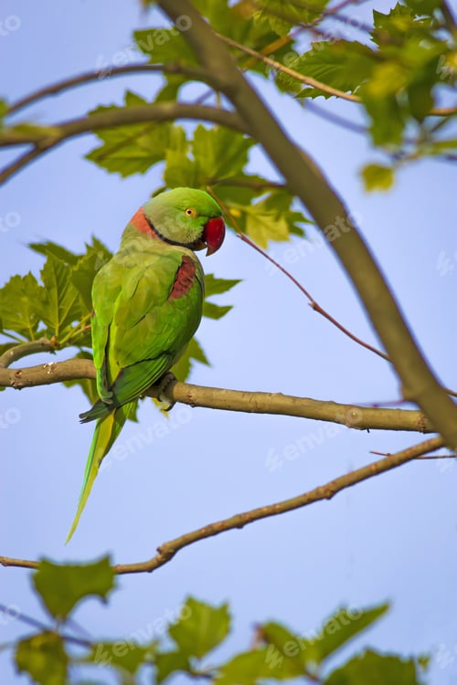 Preview: Green Red Parakeet. Natural Background. Alexandrine Parakeet. Psittacula Eupatria. İstanbul Turkiye.