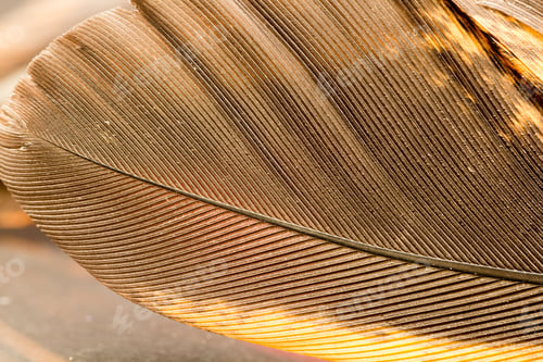 Preview: Colorful Rooster Feather With Details And Reflexions