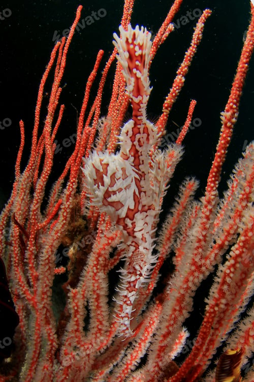 Preview: Ornate Ghost Pipefish