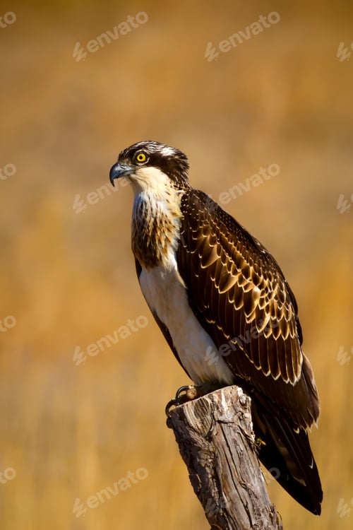 Preview: Osprey. Yellow Nature Background.