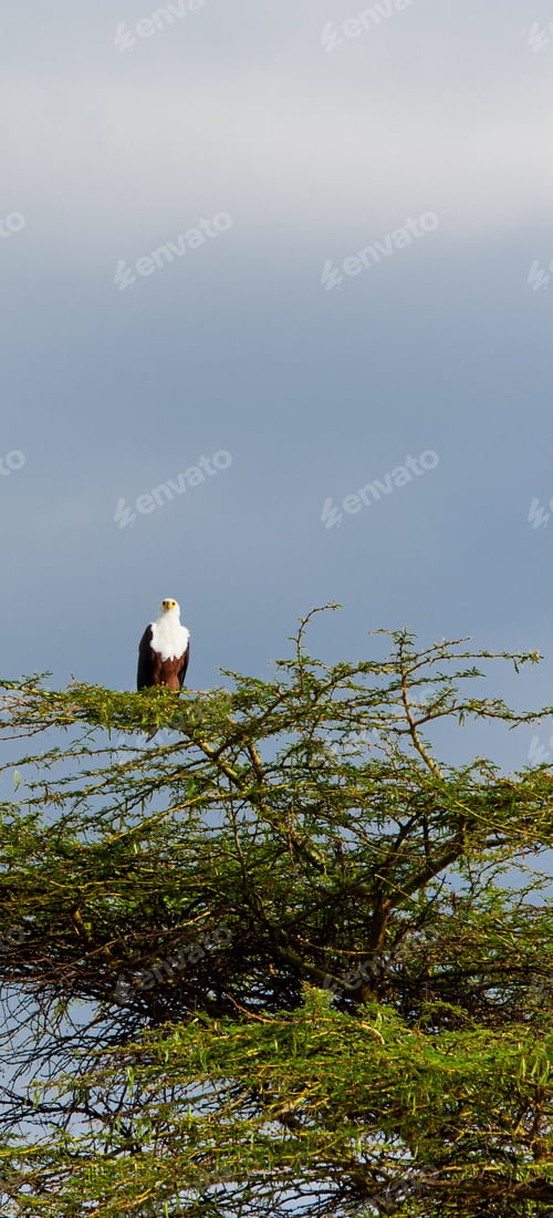 Preview: African Fish Eagle At Lake Naivasha In Kenya