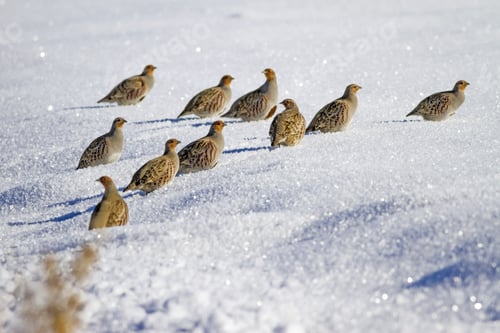 Preview: Partridges. Winter Nature Background. Grey Partridge. Perdix Perdix.