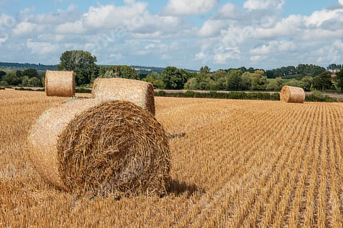 Preview: Straw Bales In A Summertime Field.
