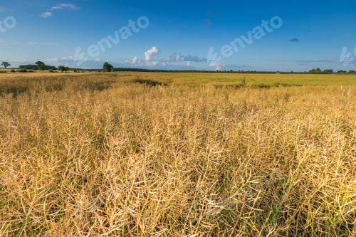 Preview: Landscape Of Rape Field At Summer. Beautiful Polish Countryside.