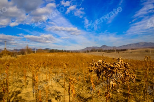 Preview: Dry Tobacco Plant, Armenia
