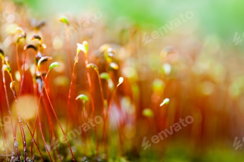 Preview: Abstract, Colorful Composition With Moss Flowers In Spring