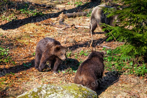 Preview: Brown Bears (Ursus Arctos) In Lake Clark National Park, Alaska, Usa