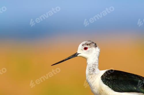 Preview: Common Water Bird Portrait. Colorful Natural Background. Bird: Black Winged Stilt. Himantopus