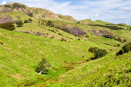 Preview: Beautiful Farmland View In Summer On South Island In New Zealand