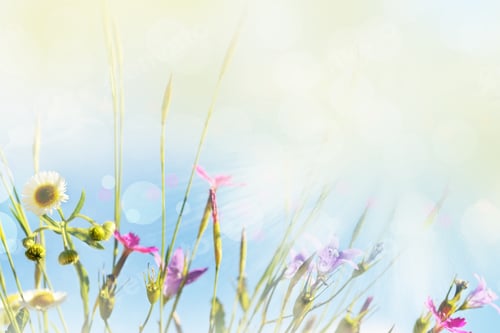 Preview: Wildflowers On A Background Of Blue Sky. Photo.