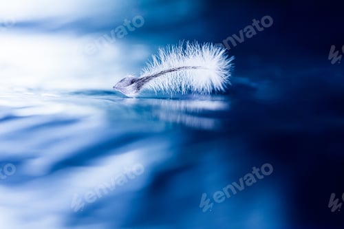 Preview: Abstract Composition With Dried Clematis Seeds And Light