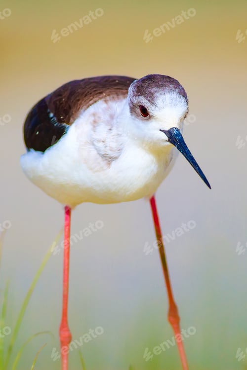 Preview: Water And Bird. Cute Waterfowl. Natural Background. Black Winged Stilt