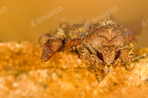 Preview: Amazing Insect Moth Yellow Nature Background.