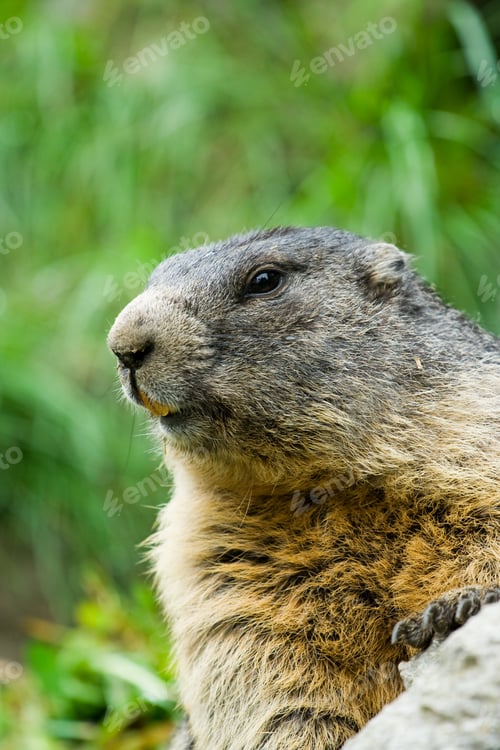 Preview: Closeup Portrait Of A Cute Marmot