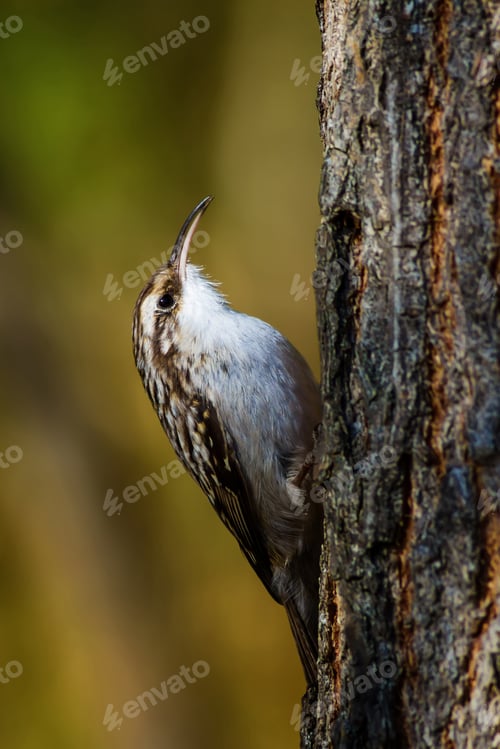 Preview: Cute Bird Climbing Tree Short Toed Treecreeper / Certhia Brachydactyla
