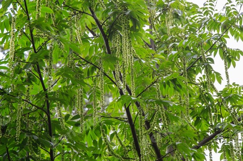 Preview: Branches Of Caucasian Walnut (Pterocarya Fraxinifolia) Tree (Family Juglandaceae) In Park Or Garden.