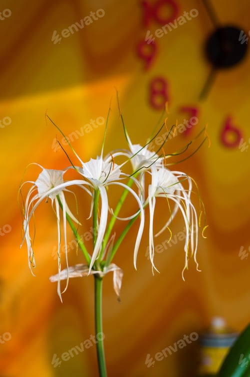 Preview: Caribbean Spider-Lily, Unique Style White Flower On Multicolored Background