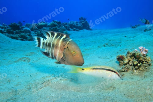 Preview: Broomtail Wrasse And Goatfish