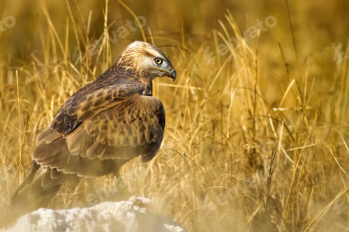 Preview: Bird Of Prey. Buzzard And Its Hunt Least Weasel. Yellow Nature Habitat Background. Bird: Long