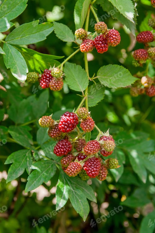 Preview: Red And Black Wild Blackberries Bushes And Branches On Green Leaves Background In The Garden During