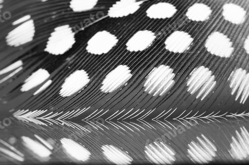 Preview: Guinea Hen Feather With Dark Background